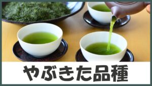 人気No1で贈り物に最適！どなたでも飲みやすい定番のお茶｢やぶきた品種｣