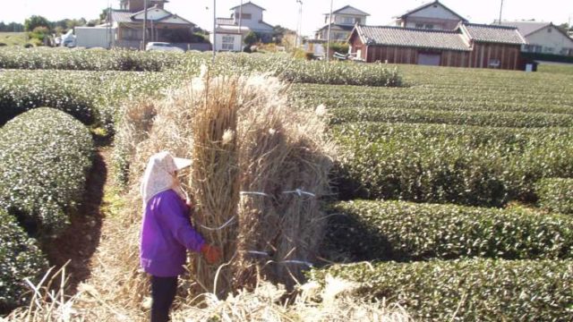 茶草場農法