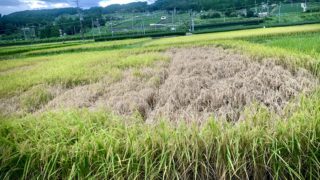 ウンカの被害に遭った田んぼ